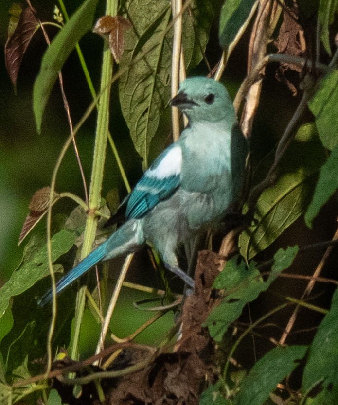 Blue-gray Tanager - ML641712500