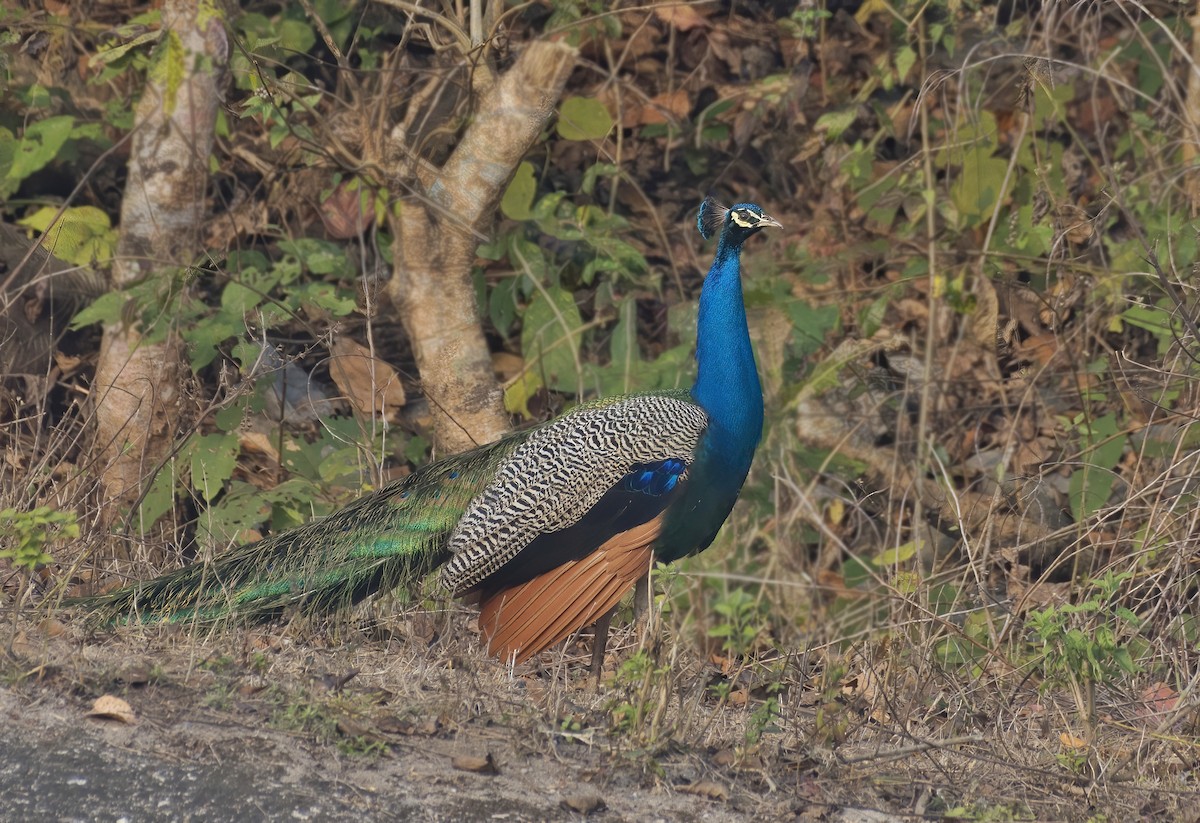Indian Peafowl - ML641712516