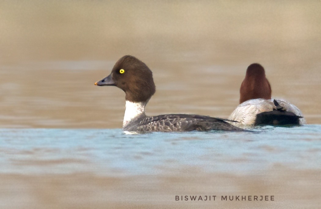 Common Goldeneye - ML641712549