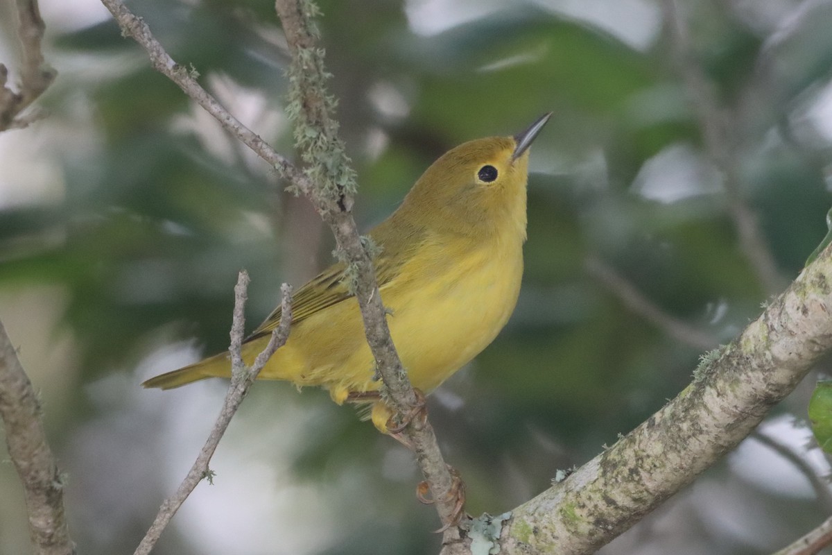 Yellow Warbler (Northern) - ML641712597