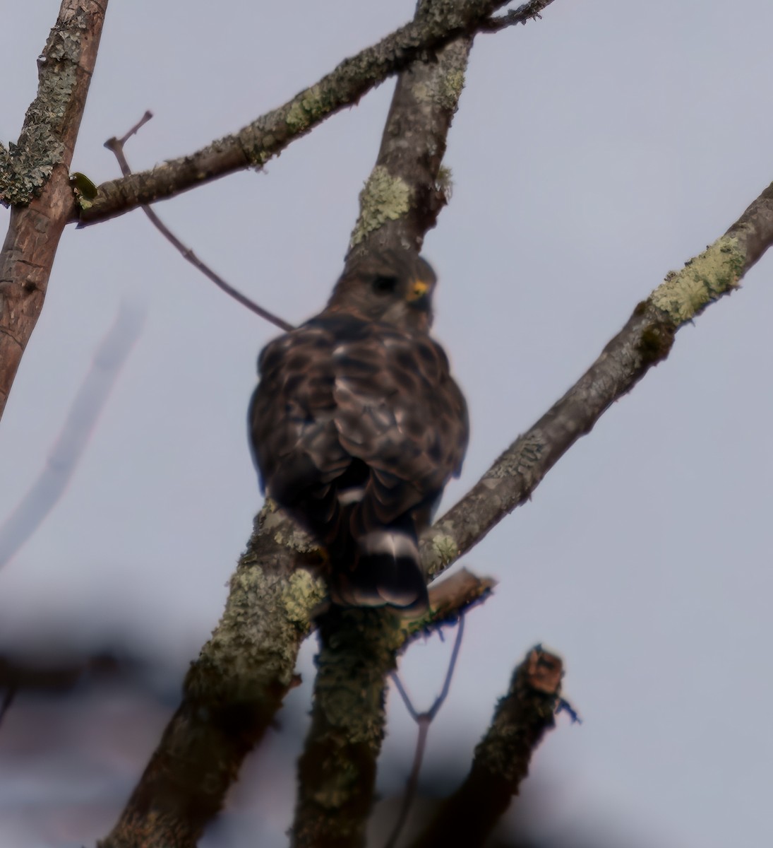 Broad-winged Hawk - ML641712598