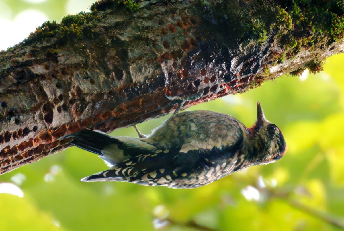 Yellow-bellied Sapsucker - ML641712608