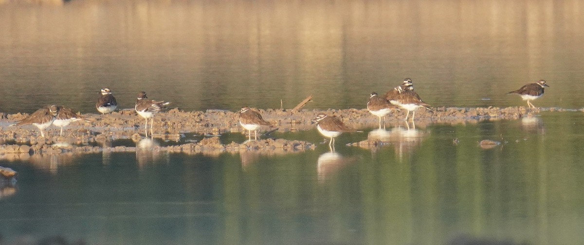 Killdeer - ML641712616