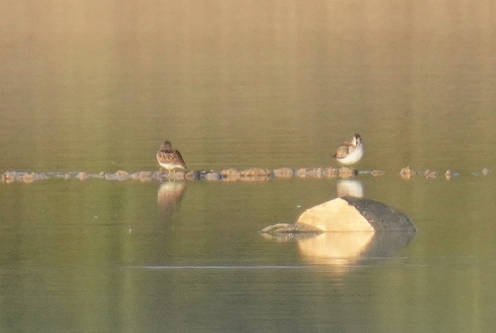 Least Sandpiper - ML641712627