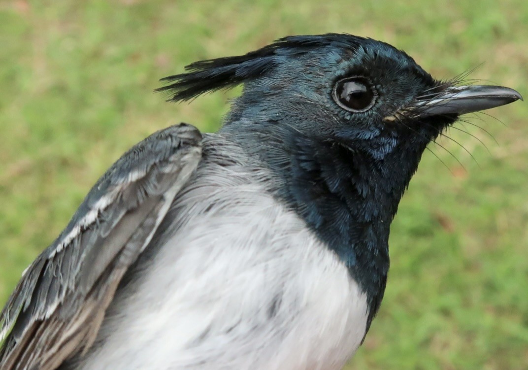 African Crested Flycatcher - ML641712634