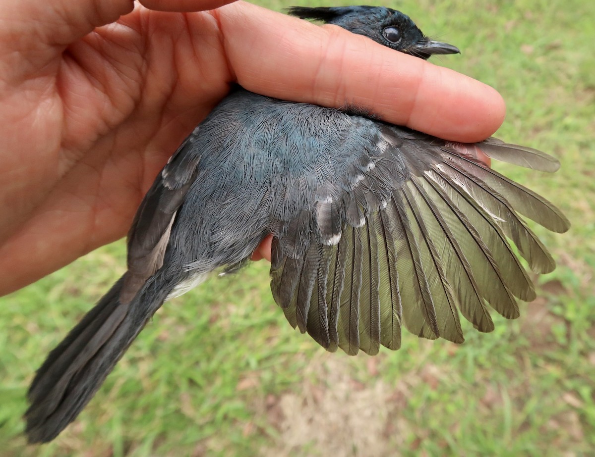 African Crested Flycatcher - ML641712639