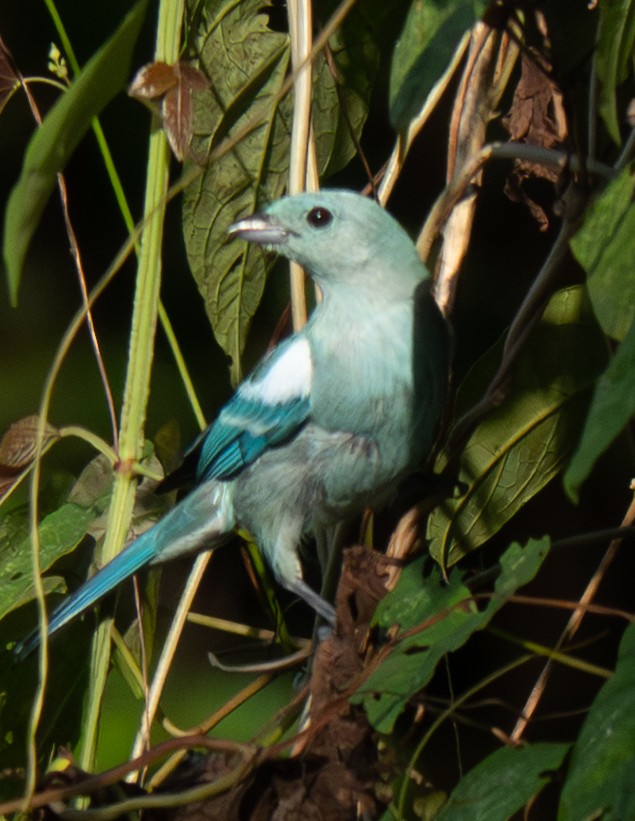 Blue-gray Tanager - ML641712646