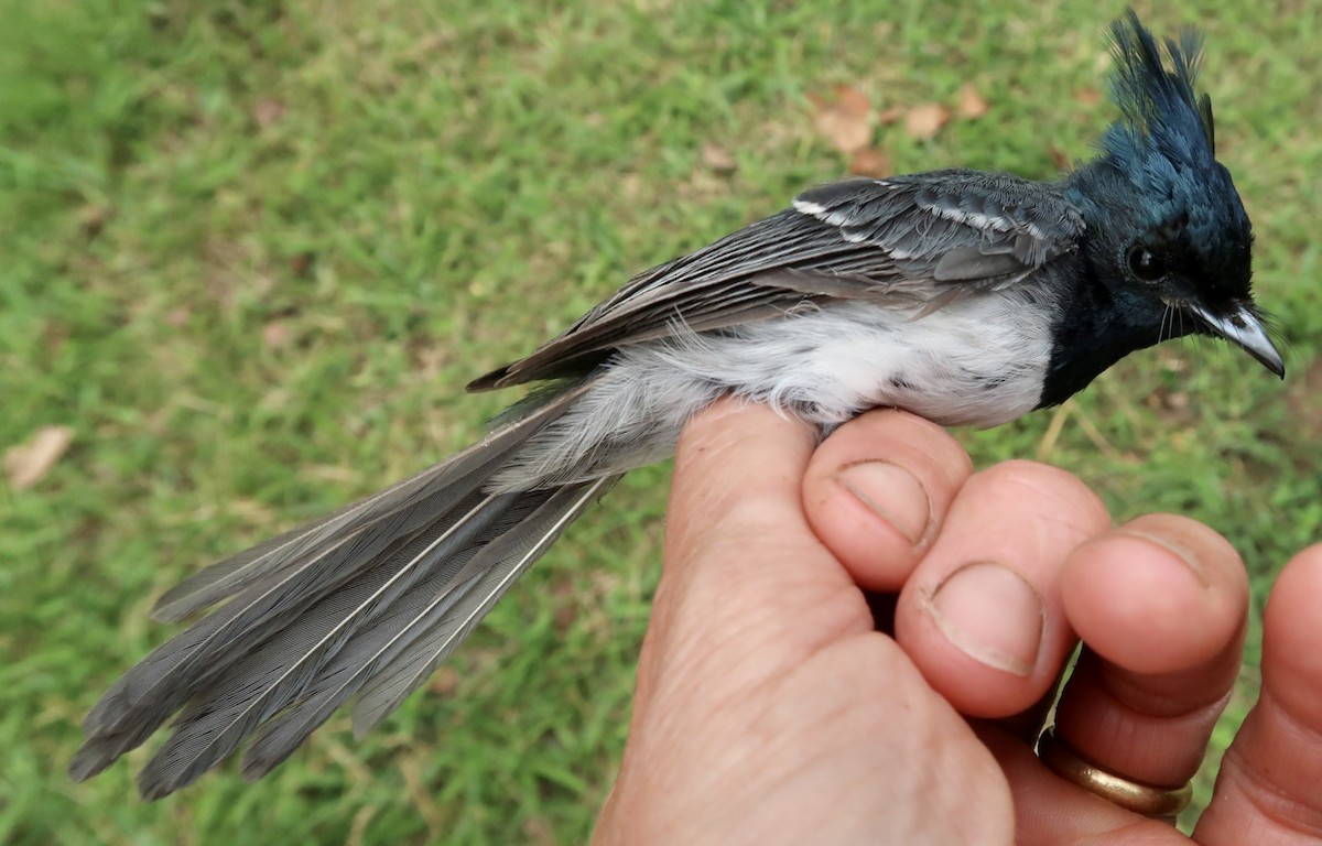 African Crested Flycatcher - ML641712654