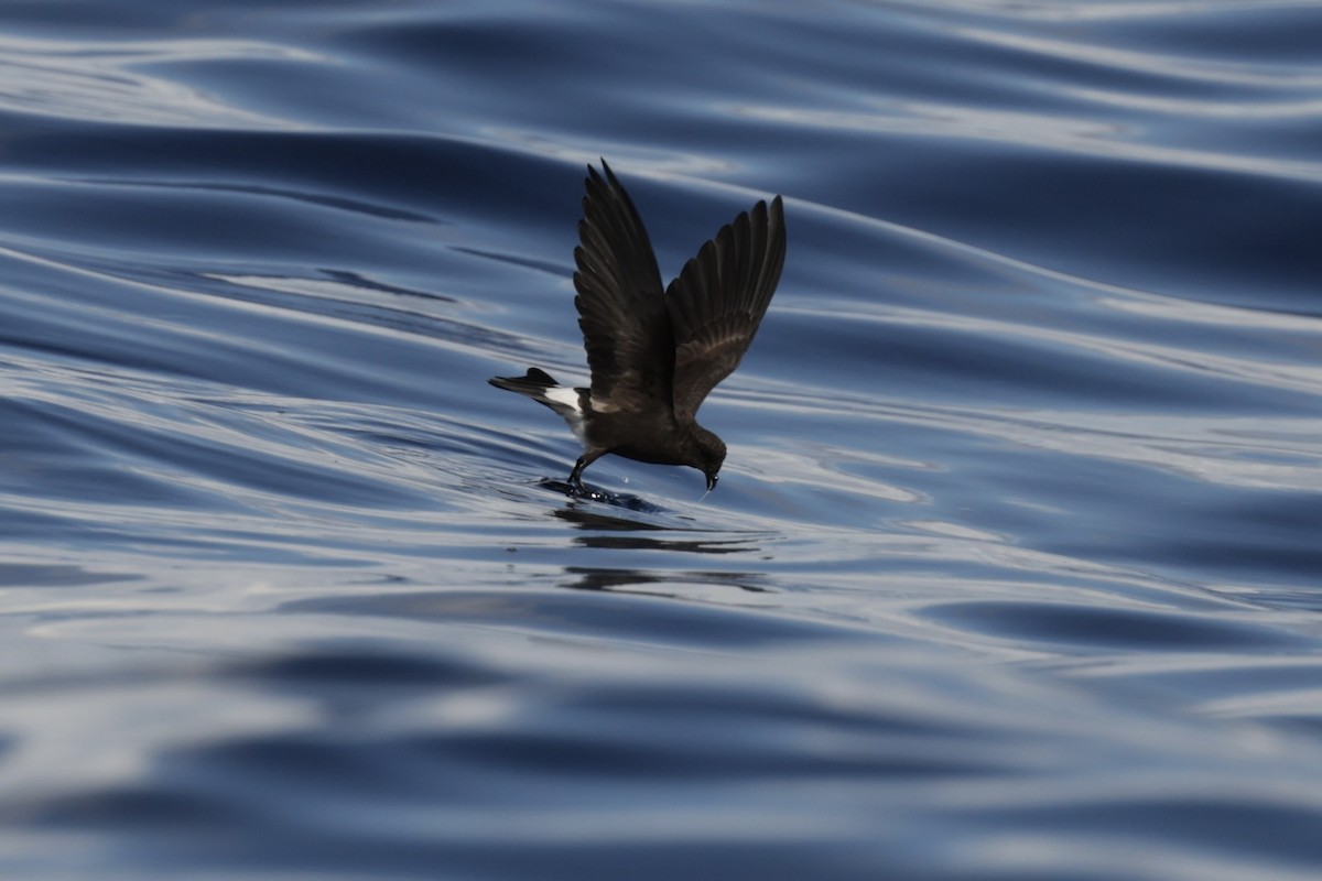 Wilson's Storm-Petrel - ML641712659