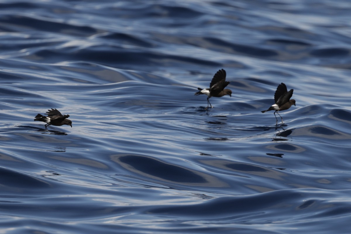 Wilson's Storm-Petrel - ML641712660