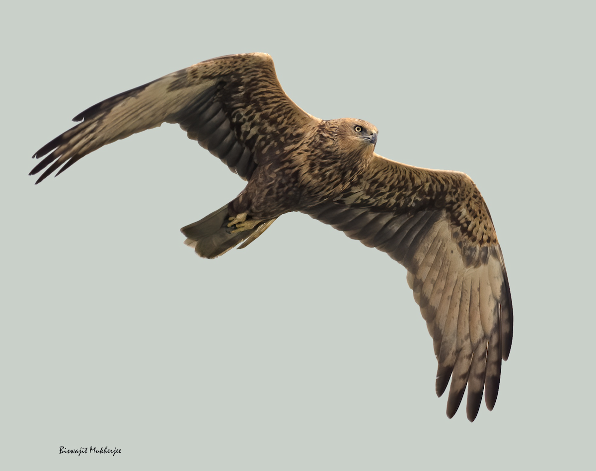Eastern Marsh Harrier - ML641712664