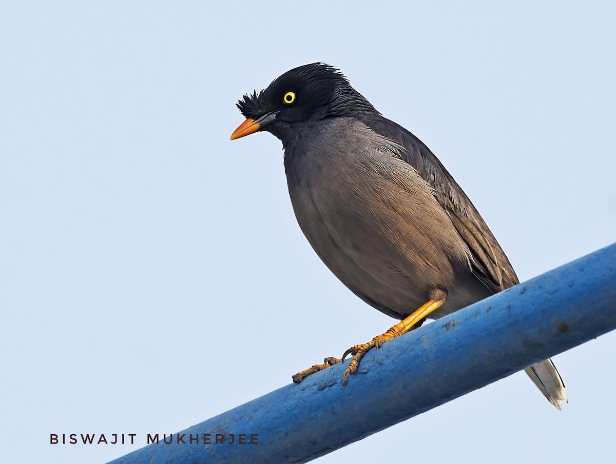 Jungle Myna - ML641712675