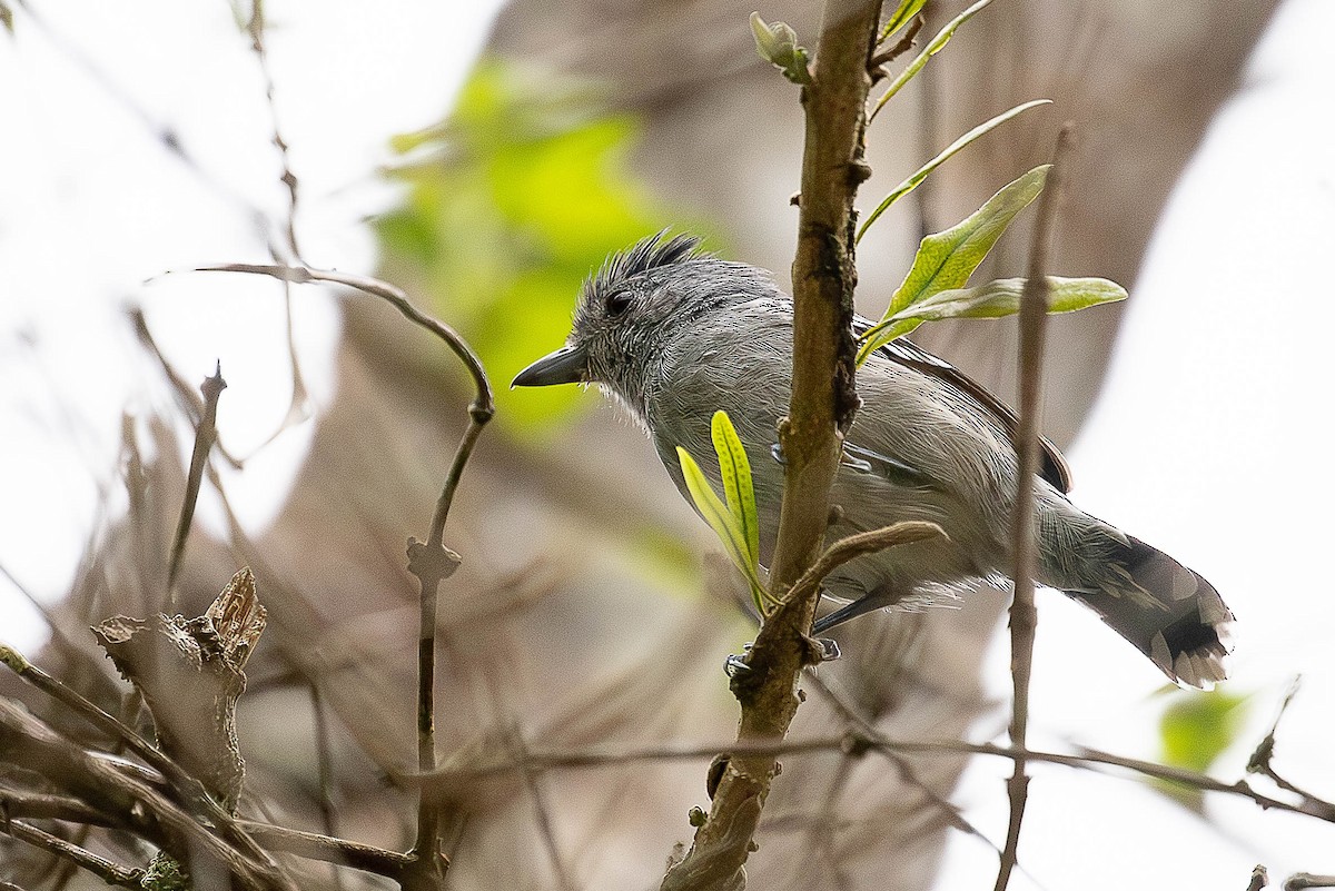Sooretama Slaty-Antshrike - ML641712677