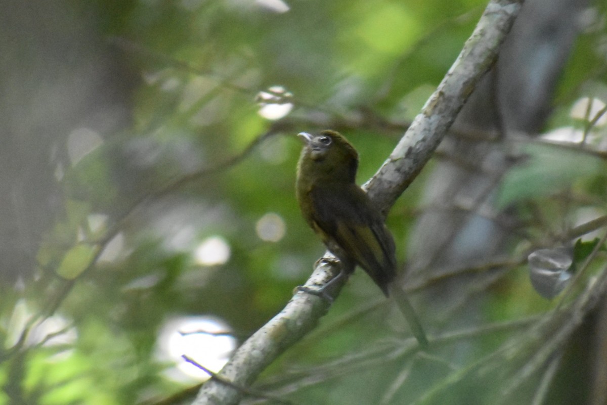 Eye-ringed Flatbill - ML641712689