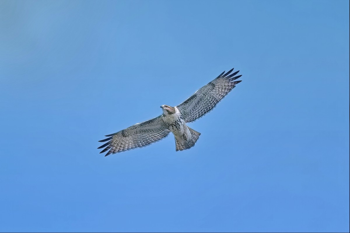 Red-tailed Hawk - ML641712692