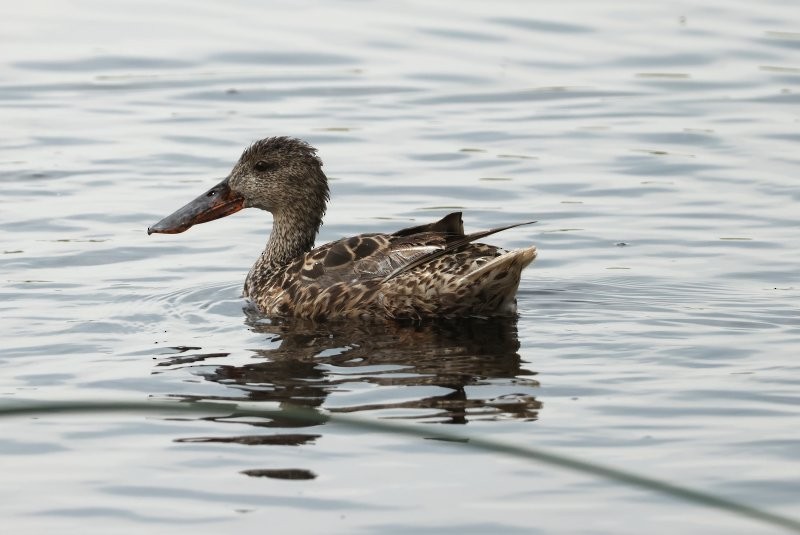 Northern Shoveler - ML641712760