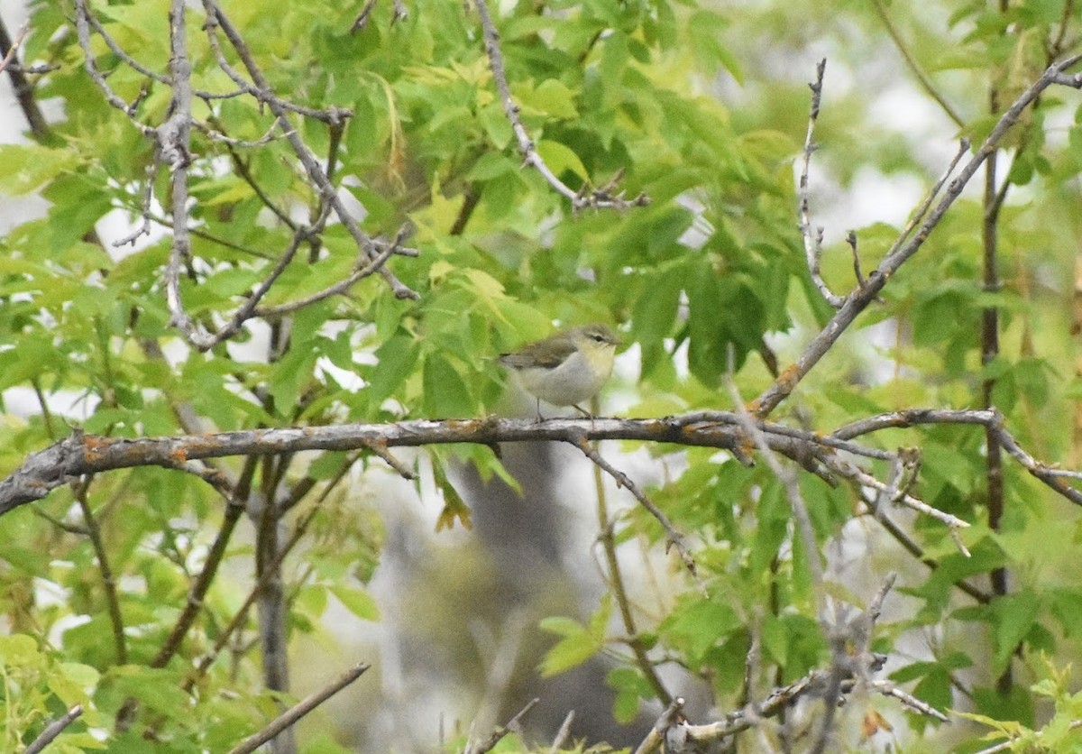Tennessee Warbler - ML641712762