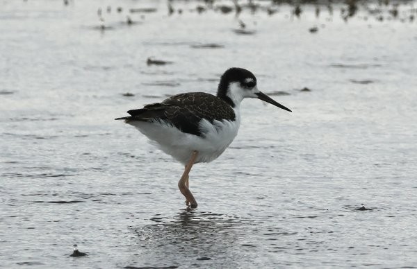 Black-necked Stilt - ML641712774