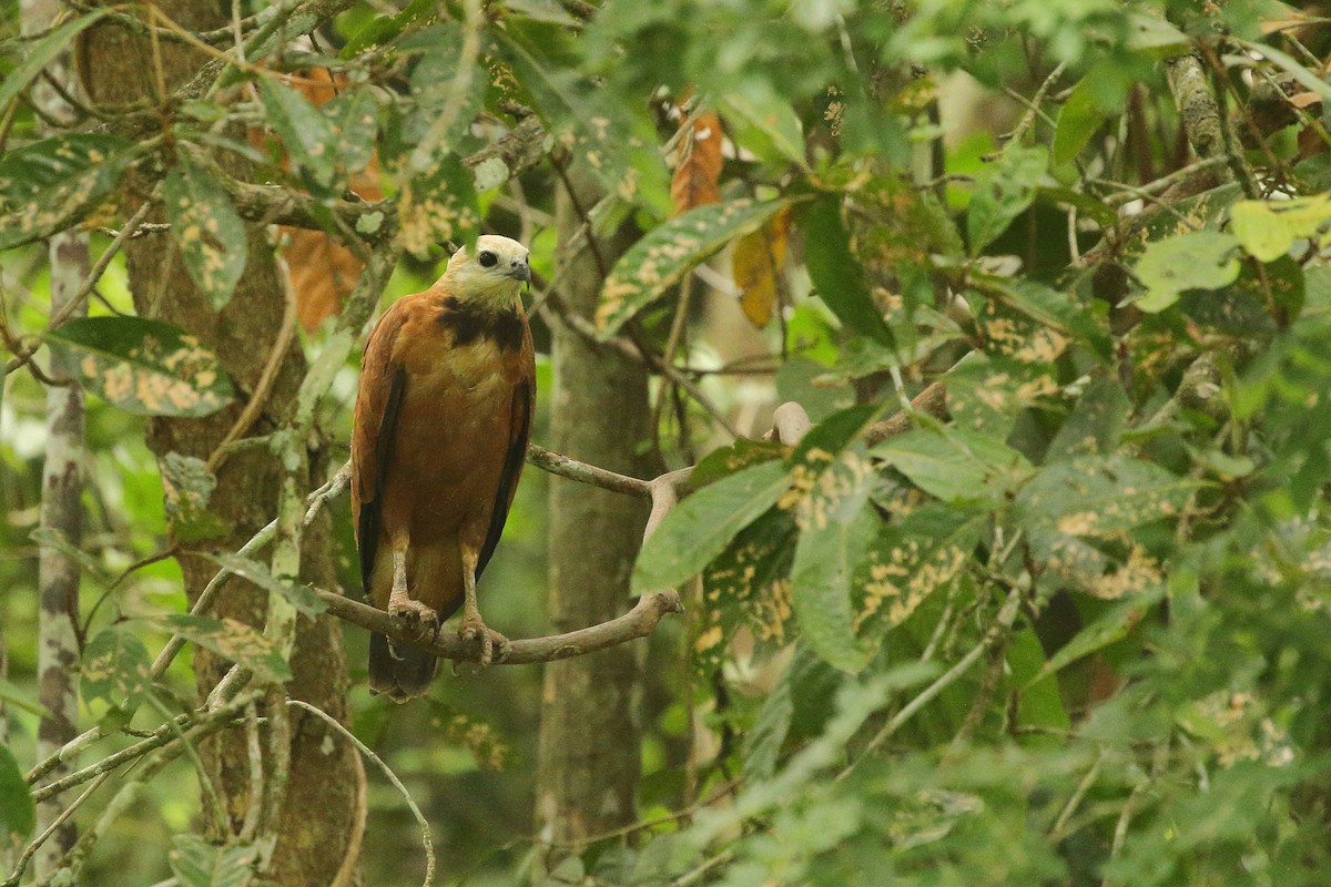 Black-collared Hawk - ML641712782