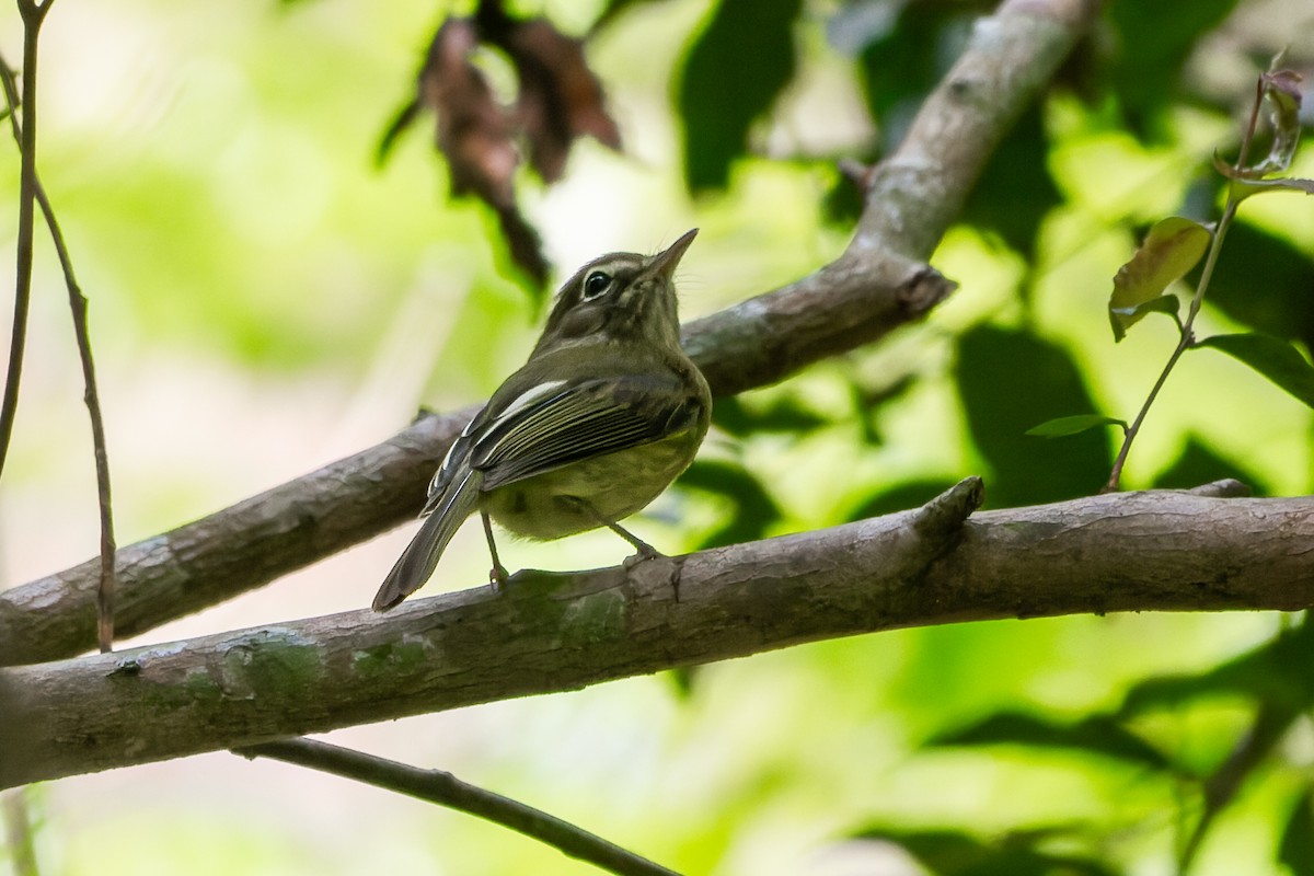 Eye-ringed Tody-Tyrant - ML641712784
