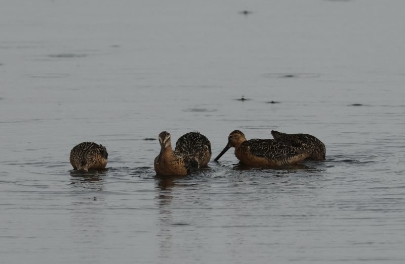 Long-billed Dowitcher - ML641712790