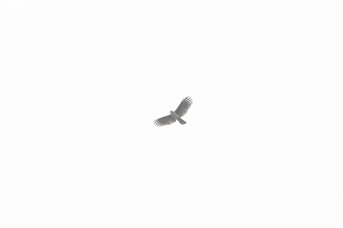 Gray-headed Kite - ML641712799