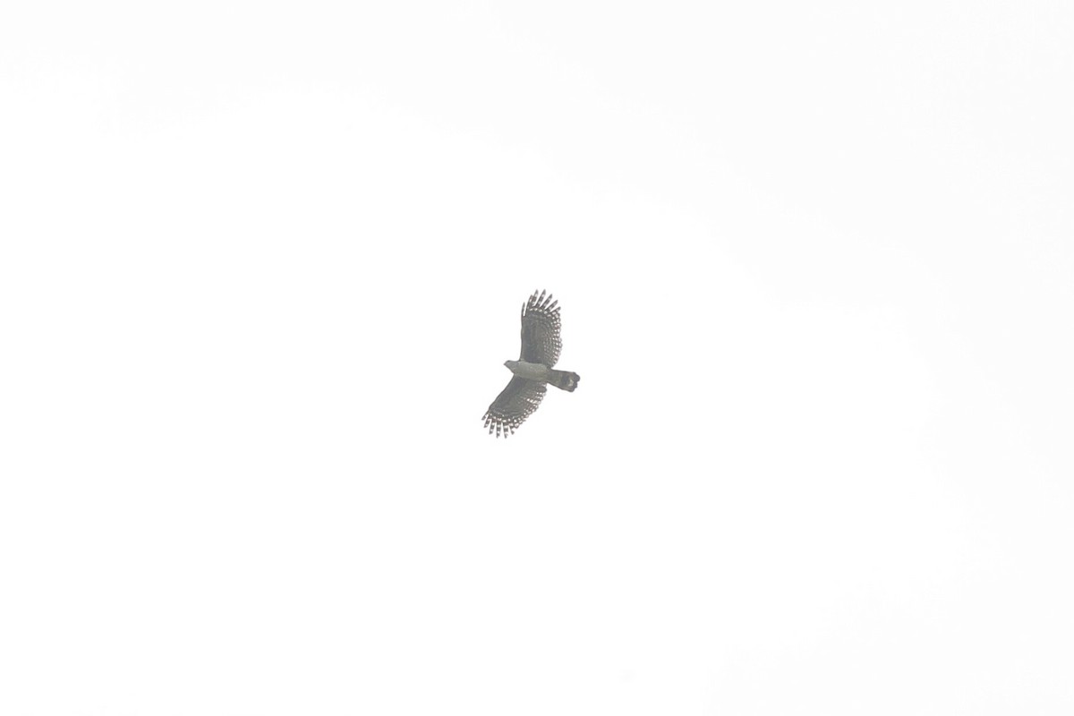 Gray-headed Kite - ML641712800