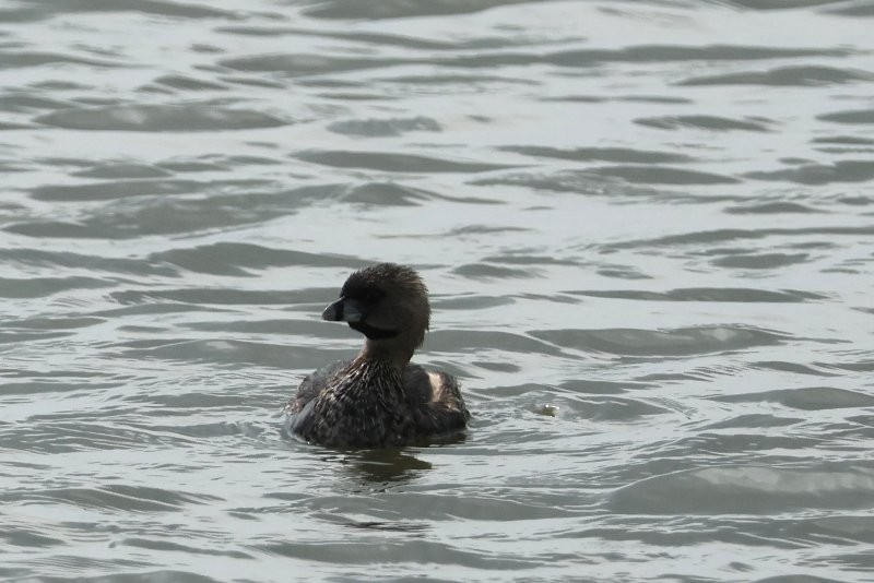 Pied-billed Grebe - ML641712802