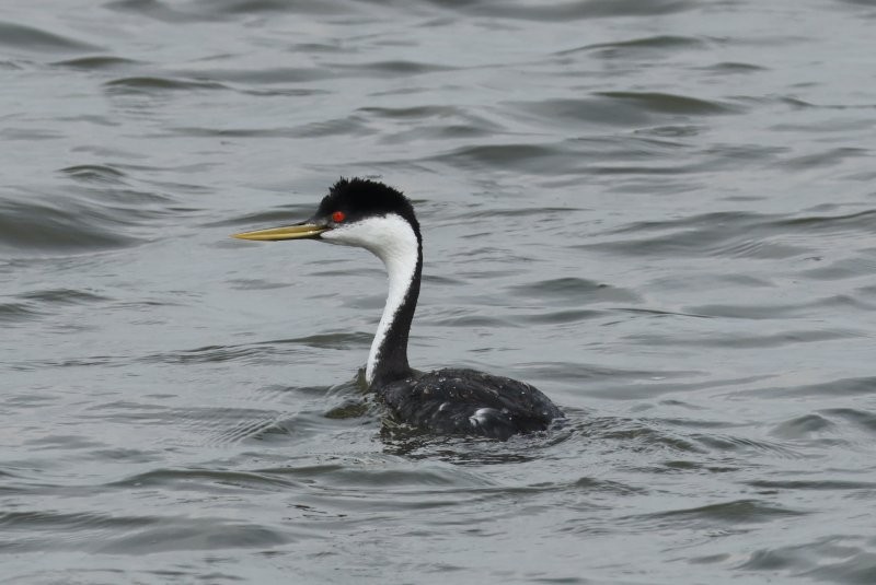 Western Grebe - ML641712818