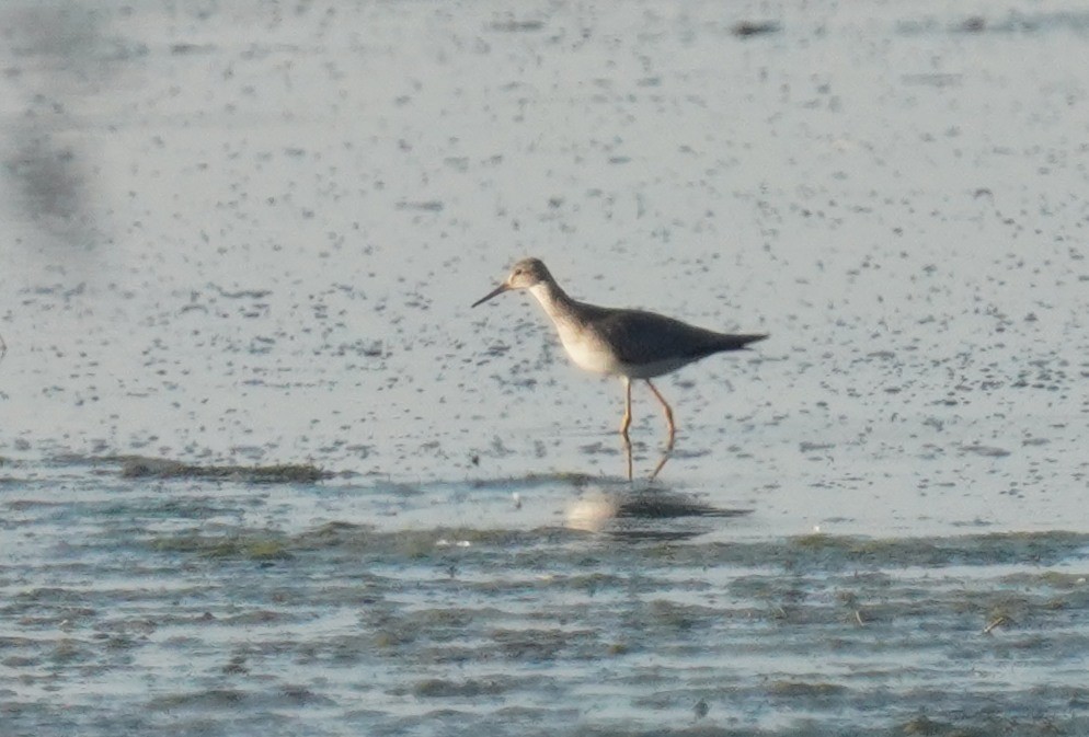 Lesser Yellowlegs - ML641712863
