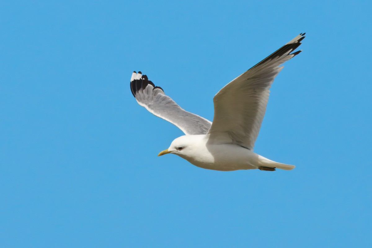 Common Gull (European) - ML641712906