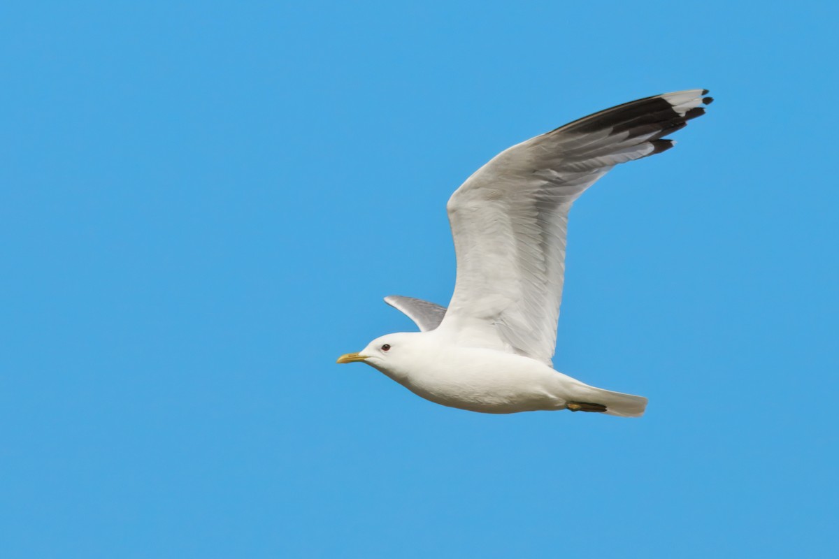 Common Gull (European) - ML641712907