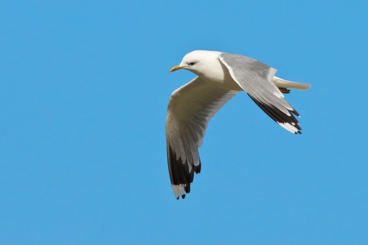 Common Gull (European) - ML641712908