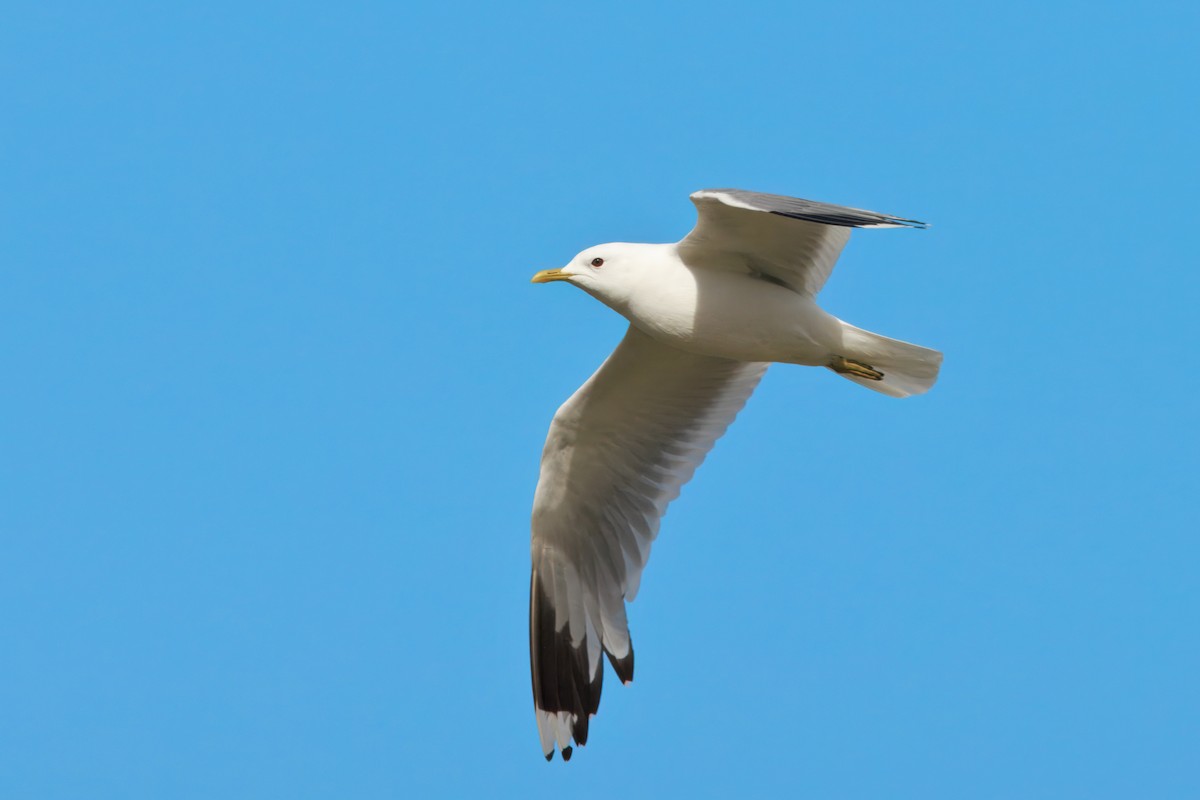 Common Gull (European) - ML641712909