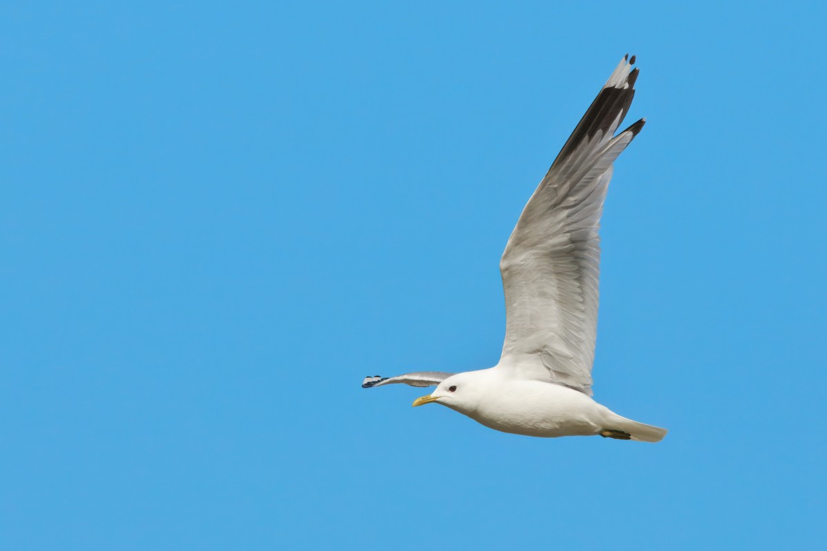 Common Gull (European) - ML641712910