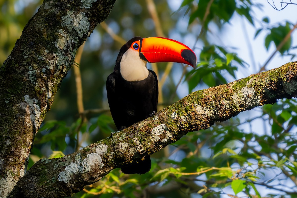 Toco Toucan - ML641712915