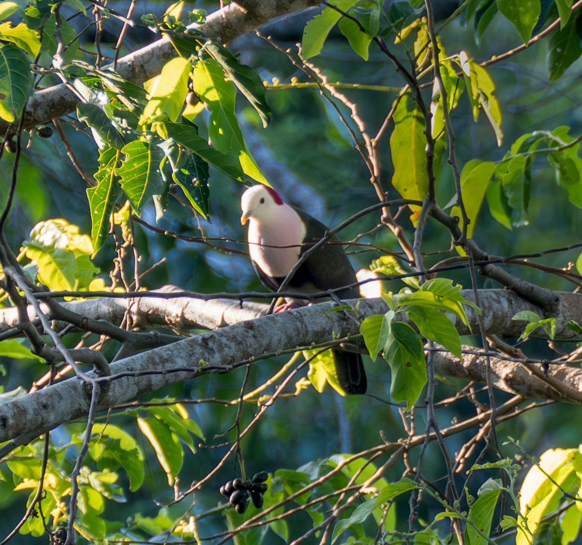 Red-naped Fruit-Dove - ML641712934