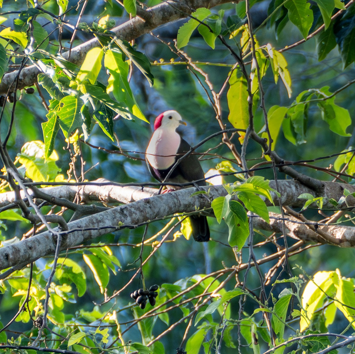 Red-naped Fruit-Dove - ML641712935