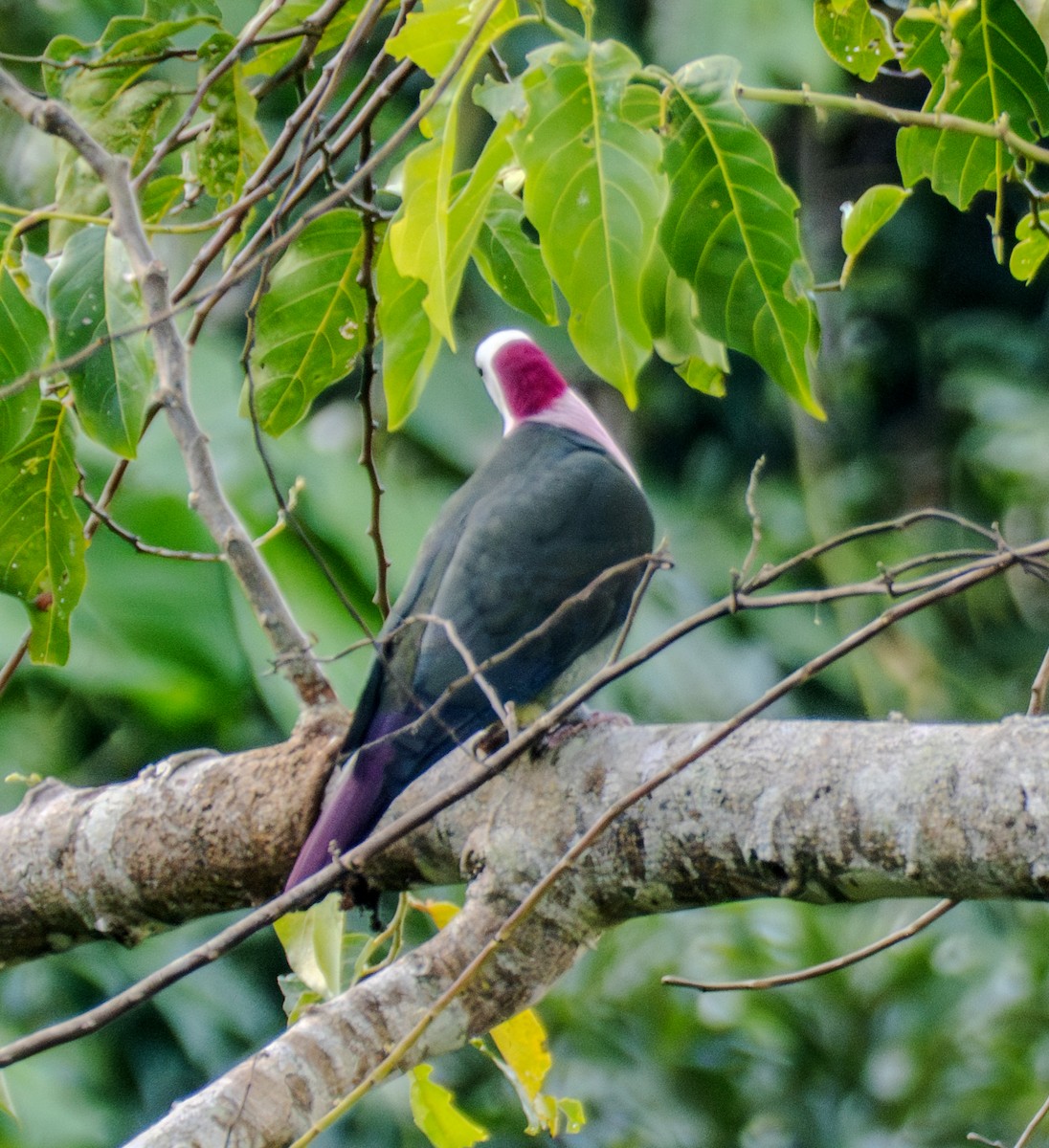 Red-naped Fruit-Dove - ML641712936