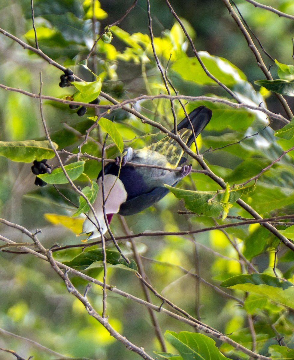 Red-naped Fruit-Dove - ML641712937