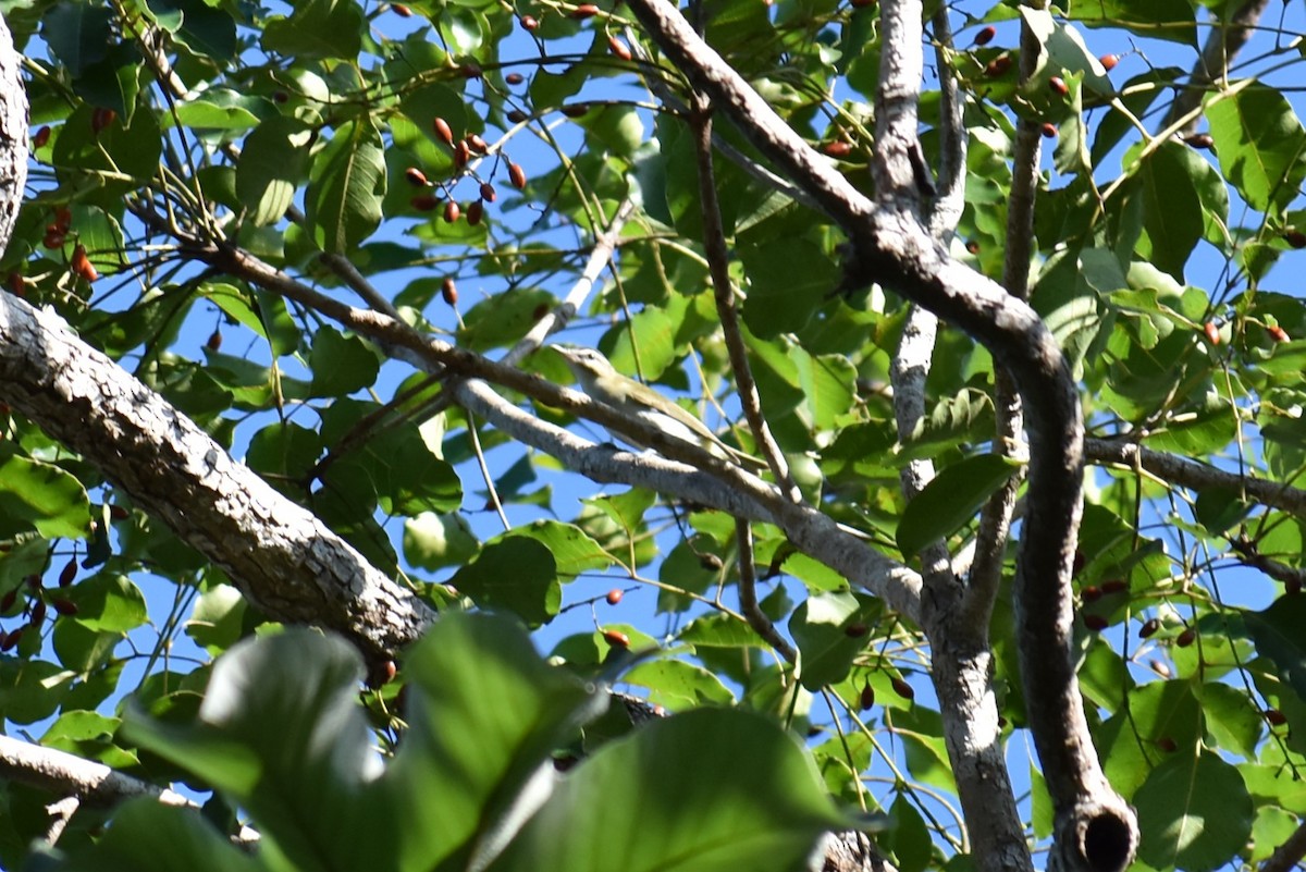 Yellow-green Vireo - ML641712939