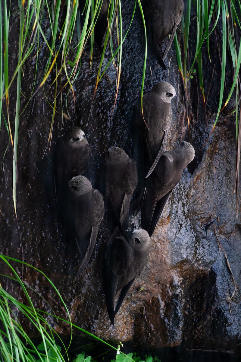 Great Dusky Swift - ML641712941