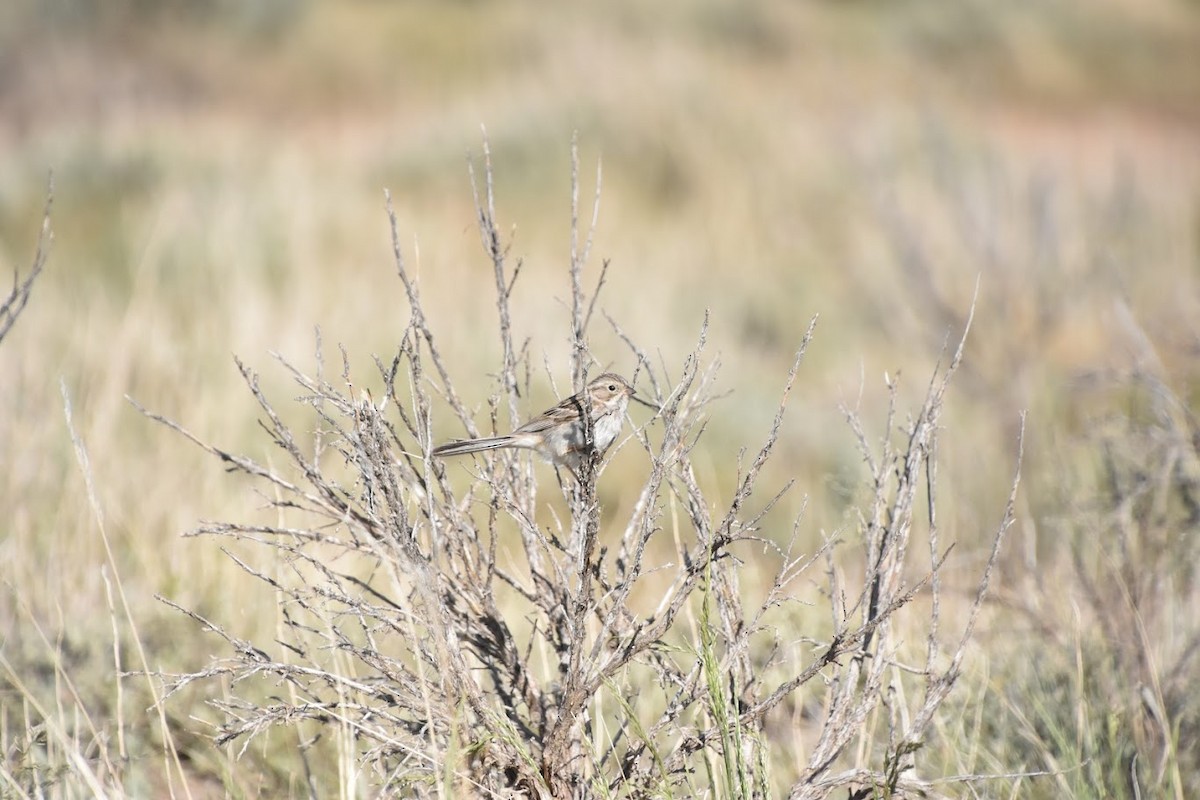 Карнатка лучна - ML641712953