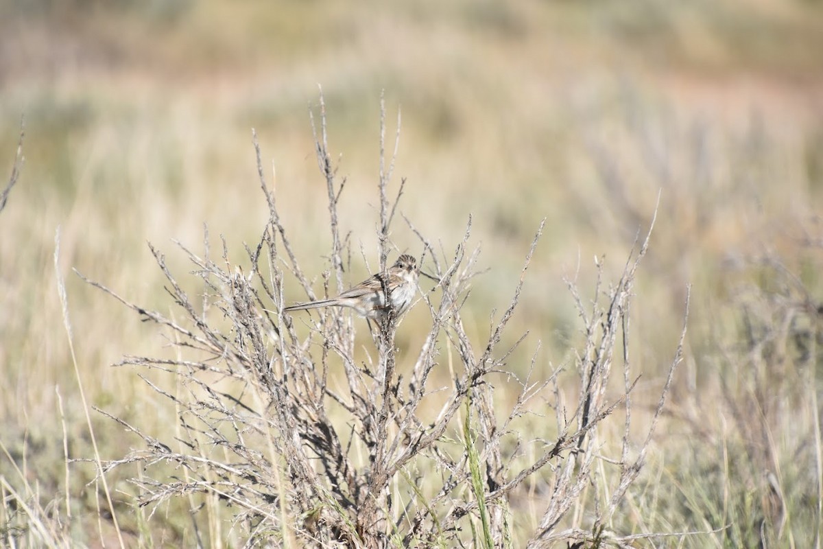 Карнатка лучна - ML641712956