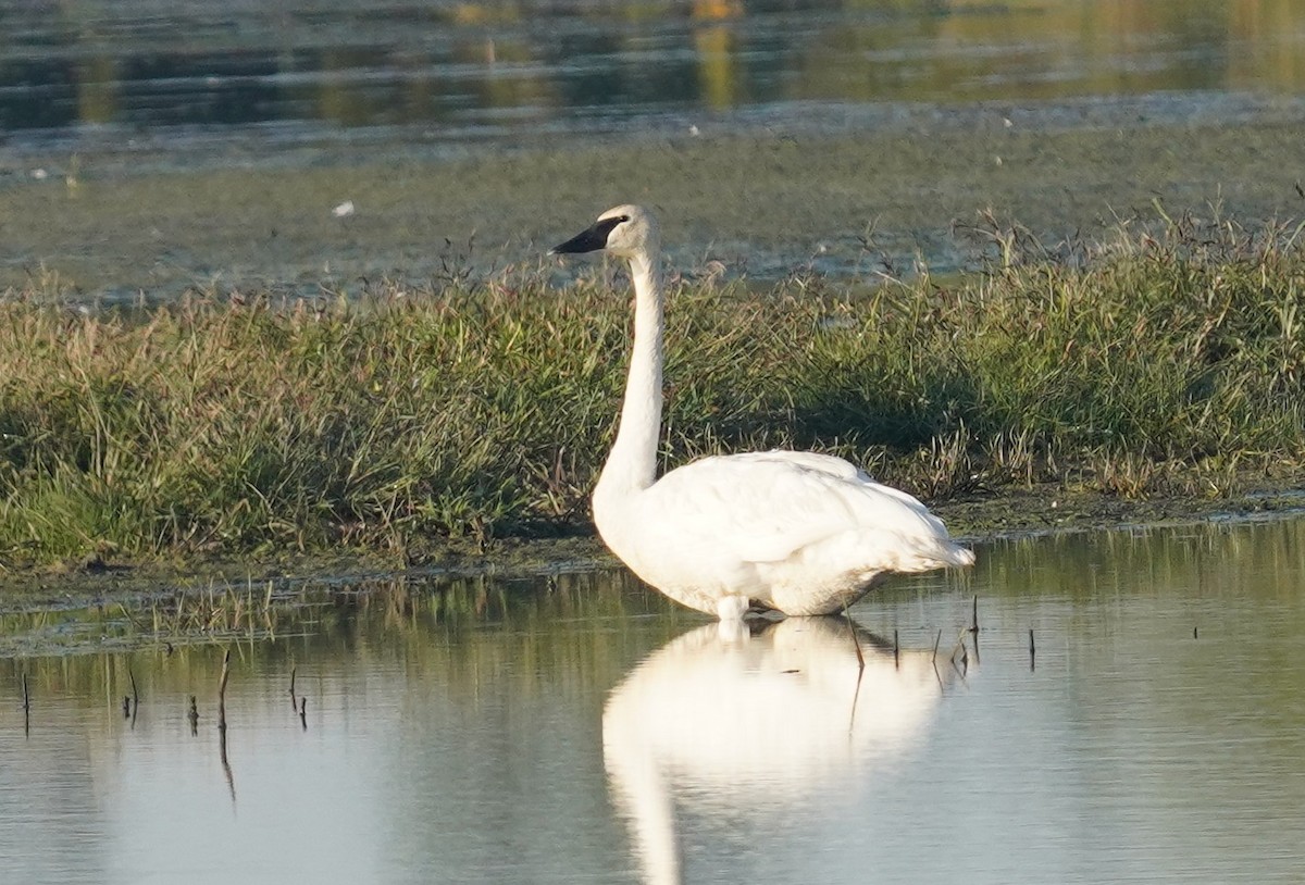 Trumpeter Swan - ML641712966