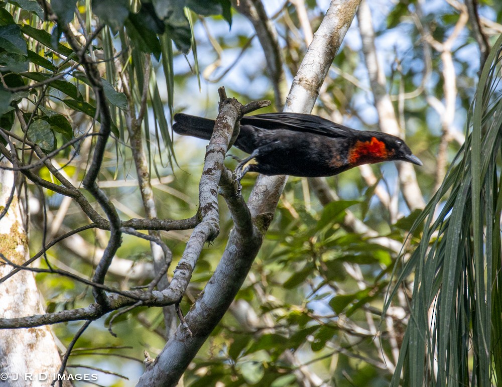 Red-ruffed Fruitcrow - ML641712976