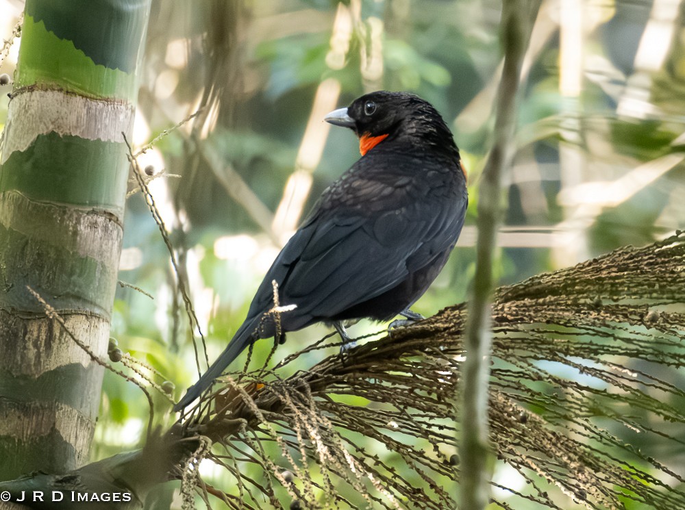 Red-ruffed Fruitcrow - ML641712977