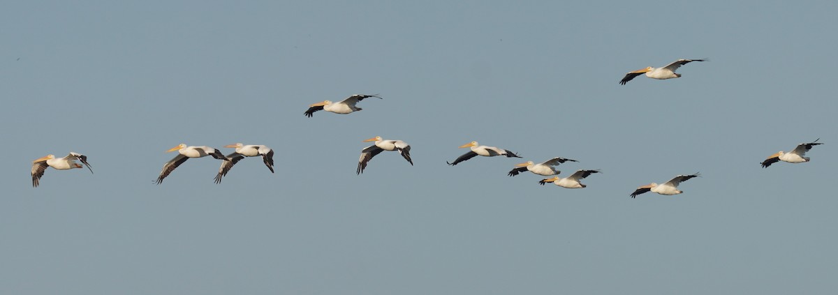 American White Pelican - ML641712983
