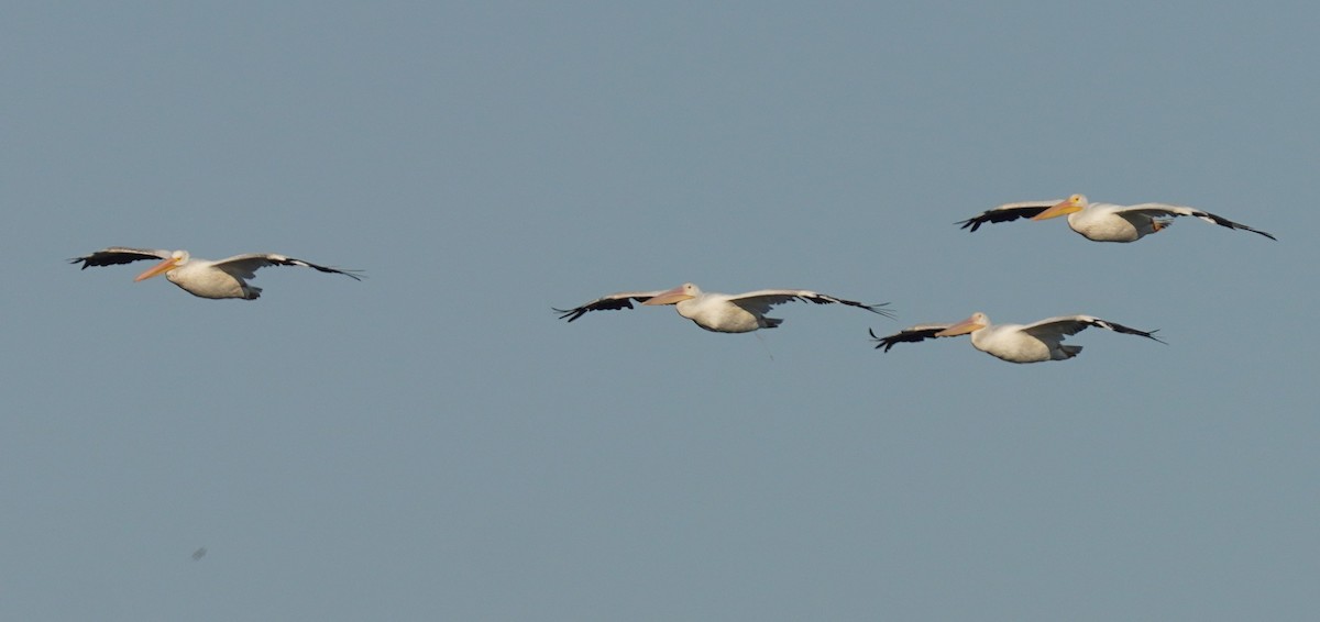 American White Pelican - ML641713004