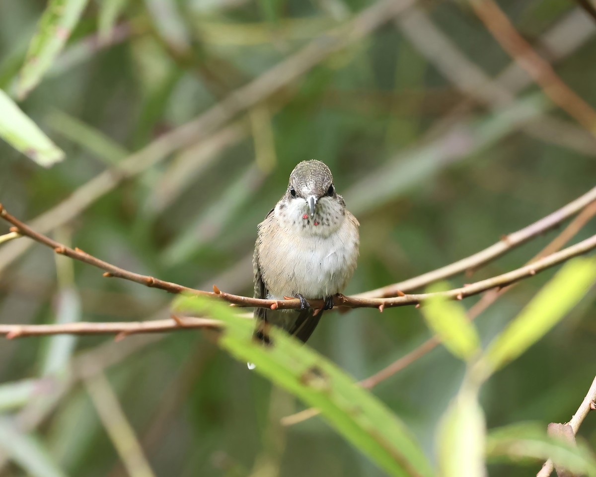 Ruby-throated Hummingbird - ML641713060